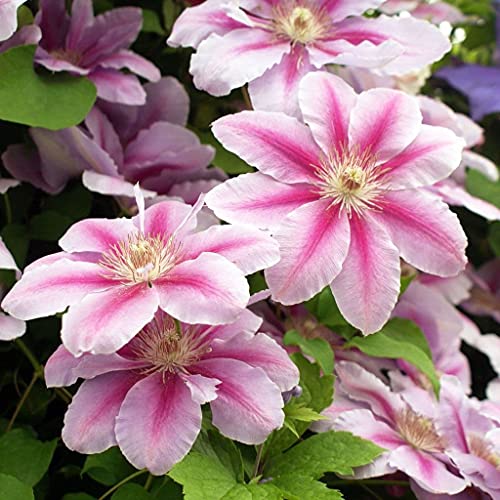 Bees Jubilee Clematis Vine - Live Plant in a 4 Inch Growers Pot - C...