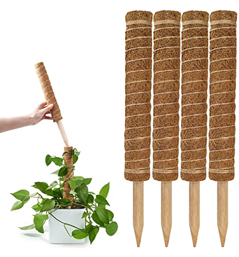 Best Coco Coir Poles for Monstera (Pack of 4) - 12  Monstera Plant ...
