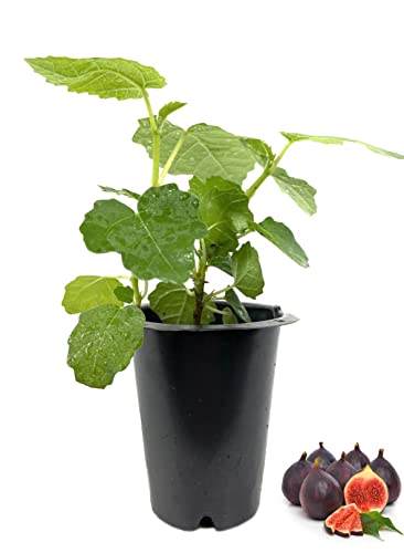 Black Mission Fig Tree - Live Plant in a 2 Inch Pot - Ficus Carica ...