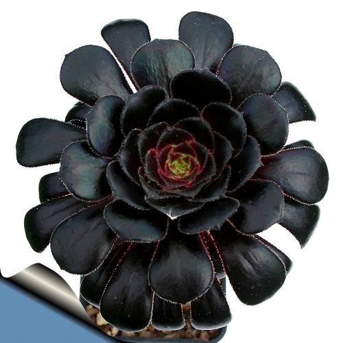Black Rose Tree - Aeonium arboreum - Rare - Easy to Grow! - 3  Clay...