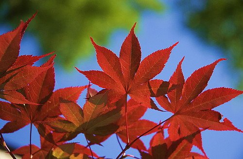 Bloodgood Japanese Maple - Bonsai or Outdoors - Acer palmatum - 5.5...