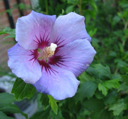 Blue Bird Hibiscus - Althea - Rose of Sharon - Live Plant - Quart P...