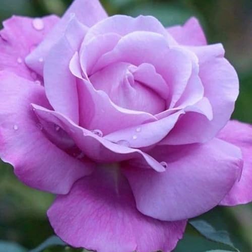 Blue Girl Rose Bushes Ready to Plant Outdoor 2 Quart, Fragrant Rose...