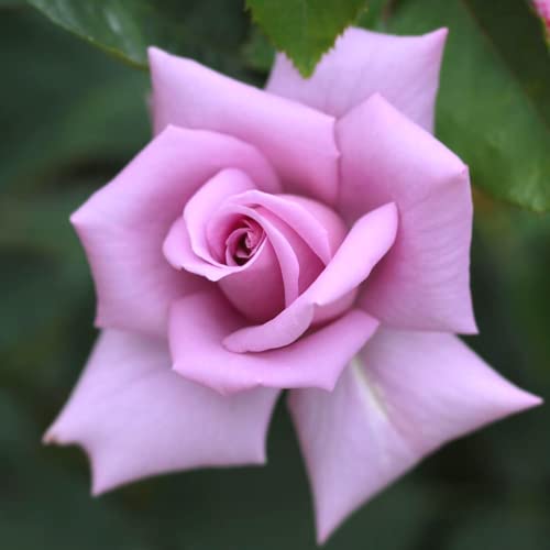 Blue Girl Rose Plant Live for Planting, Rare Rose Flowers Bush Shru...
