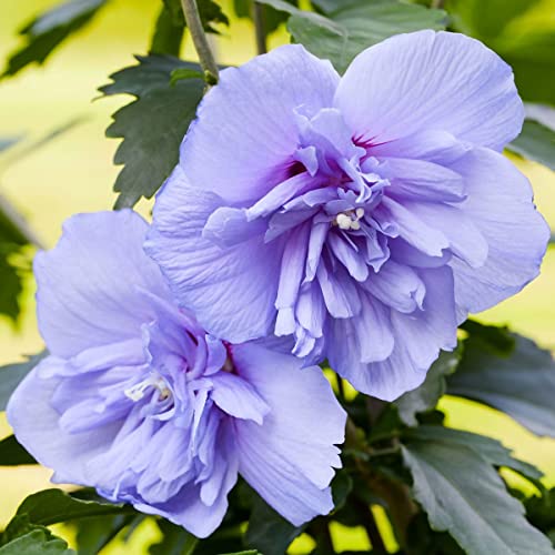 Blue Rose of Sharon Plant Live Hibiscus Syriacus in 4 Inch Pot for ...