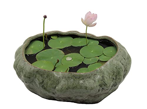 Bonsai Lotus Pot, Shallow Succulent Planter Pot, Goldfish Pot, Prem...