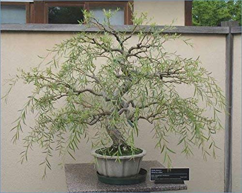 Bonsai Tree Dragon Willow - Thick Trunk Cutting - Indoor Outdoor Li...