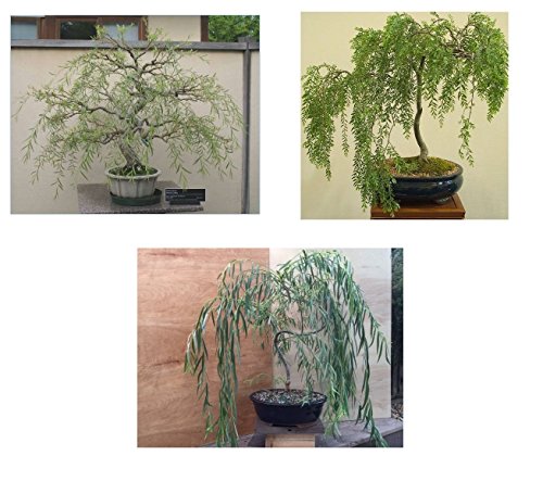 Bonsai Willow Tree Bundle - 3 Large Trunk Bonsai Tree Cuts - Get on...