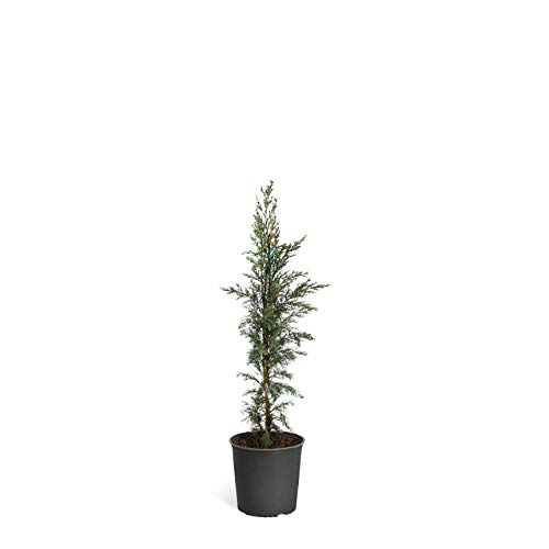 Brighter Blooms - Italian Cypress Tree, 1-2 Ft. - Evergreen Hedge B...