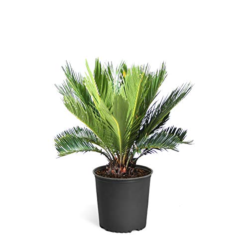 Brighter Blooms - Sago Palm Tree, 3 Gallon Pot - Adaptive Palm Tree...