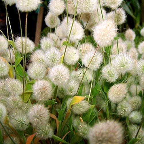 Bunny Tails Ornamental Grass - 20 Seeds, 250 mg...