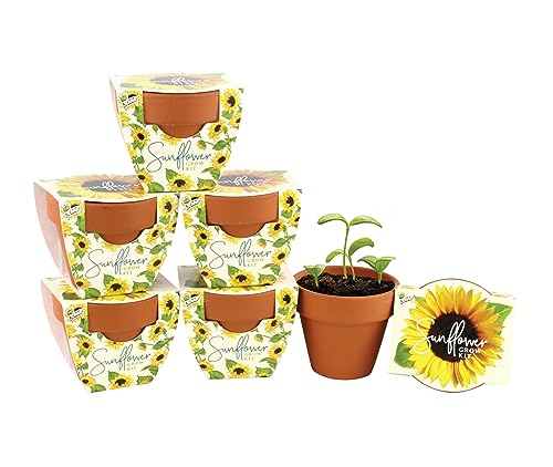 Buzzy Terracotta Mini Grow Pots | Mini Sunflower 6-Pack | Daydrea...