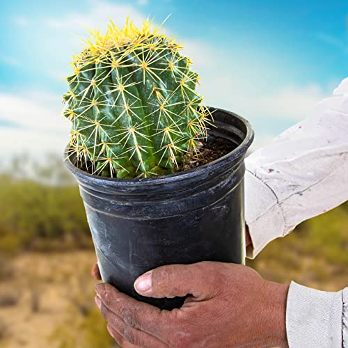Cactus Outlet- Golden Barrel Cactus Plant - Live Cactus Plants - Ba...