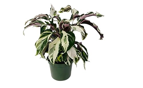 Calathea Stella | Live Plant in a 4 or 6  Inch Growers Pot, Live In...