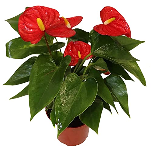 California Tropicals Anthurium Red - Live House Plants Indoor, 4 In...