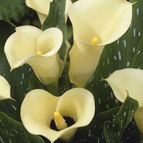 Calla Lily  Black-Eyed Beauty  (3 bulbs) Ideal for Pots and Planter...