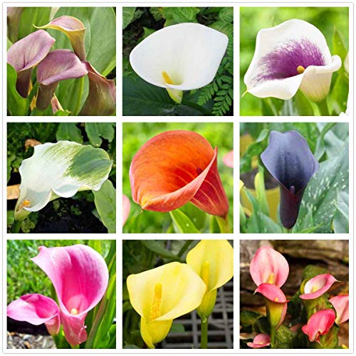 Calla Lily Mix（100+）Seeds Flowers Easy to Grow Planting for Out...