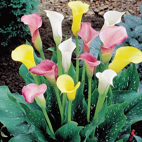 Calla Lily Mixture (3 bulb) Ideal for Pots and Planters, Cut Flower...