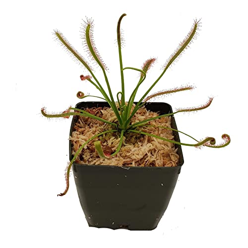 Cape Sundew - Drosera capensis - Carnivorous Plant 3  Pot...