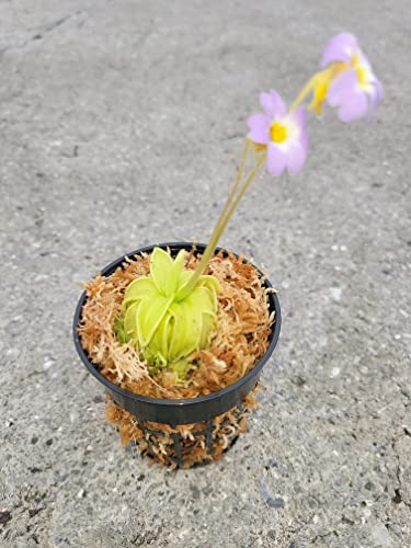 Carnivorous Primrose Butterwort (Pinguicula Primuliflora) Plant 3 i...