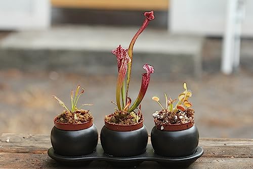 Carnivorous Starter Pack - Sundew, Sarracenia, Flytrap Small Plants...