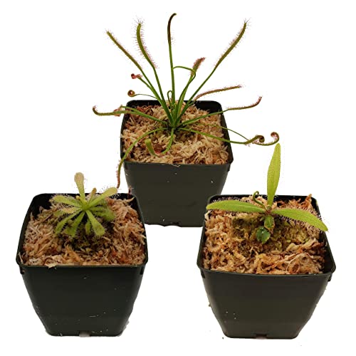 Carnivorous Sundew Plant Collection - 3 Different Drosera Sundew Va...