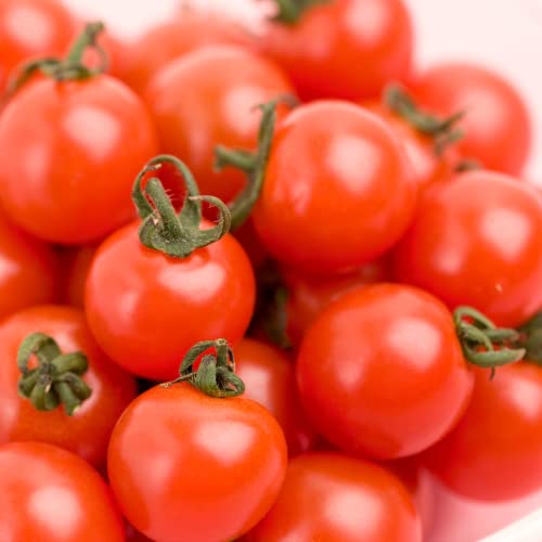 Cherry Tomato Plant, 4 Inches Pot Live Tomato Starter Plant...