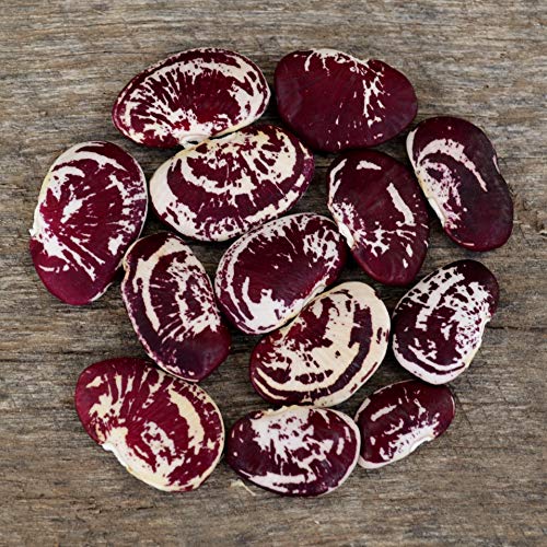 Christmas Lima Bean - 25 Seeds - Heirloom & Open-Pollinated Variety...