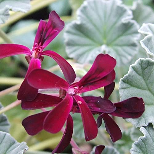 CHUXAY GARDEN Pelargonium Sidoides,African Geranium,South African G...