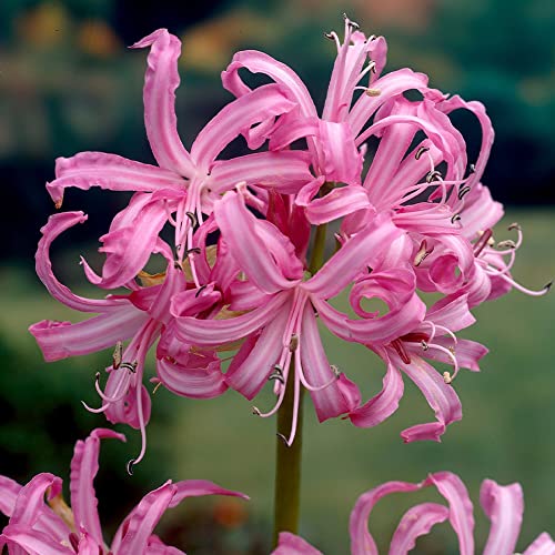 CHUXAY GARDEN Pink Agapanthus Africanus-African Lily,Lily-of-The-Ni...