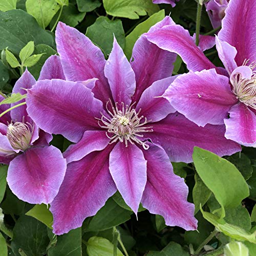 Clematis Dr. Rupple - Live Plant in a 4 Inch Growers Pot - Clematis...
