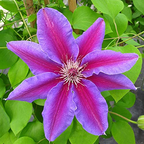 Clematis Fireworks - Live Plant in a 4 Inch Growers Pot - Clematis ...