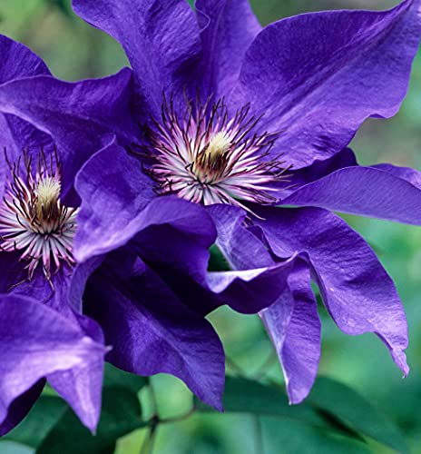 Clematis The President - Live Plant in a 4 Inch Growers Pot - Clema...