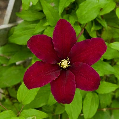 Climbing Clematis Deep Ruby Red, Clematis Vine Plant Live in 2.5  P...