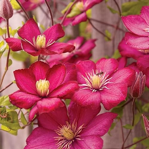 Climbing Clematis Red, Clematis Vine Plant Live in 2.5  Pot, Clemat...