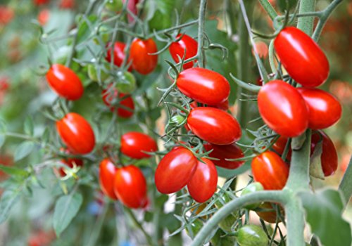 Clovers Garden 2 Little Napoli Tomato Plants Live – 4” to 7” ...