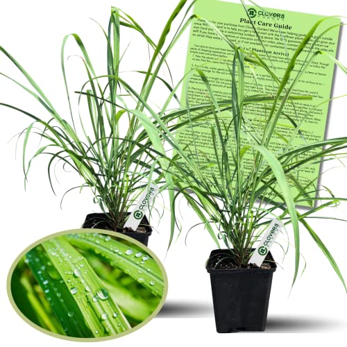 Clovers Garden Lemongrass Plants - Two (2) Live Plants – Non-GMO ...
