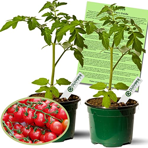 Clovers Garden Sweet 100 Tomato Plants – Two (2) Live Plants – ...