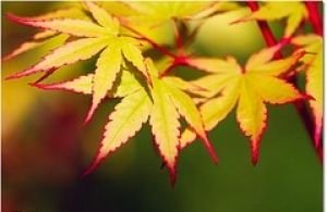 Coral Bark Japanese Maple Acer palmatum Sango Kaku 3 -Year Live Pla...