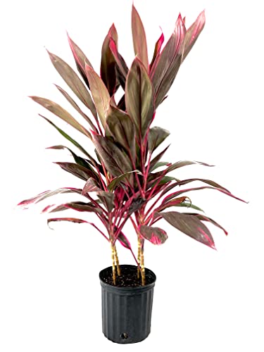 Cordyline Red Sister Hawaiian Ti Plant - Live Plant in an 10 Inch G...