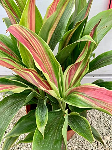 Cordyline Sherbert Ti Plant - Live Plant in an 10 Inch Growers Pot ...