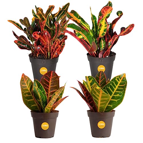 Costa Farms Croton Live Plants (4-Pack), Indoor and Outdoor Angel C...