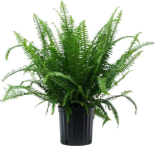 Costa Farms Kimberly Queen Fern, Live Indoor Plant, Houseplant in G...