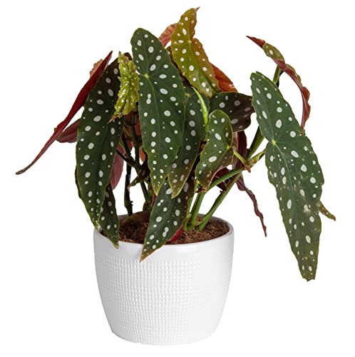 Costa Farms Live Indoor Trending Tropicals Begonia Maculata Plant, ...