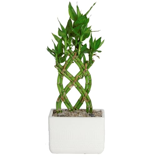 Costa Farms Lucky Bamboo Plant, Easy to Grow Live Indoor Houseplant...