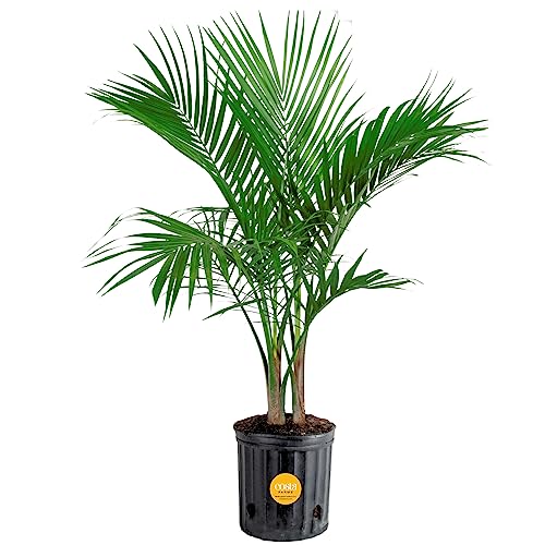 Costa Farms Majesty Palm Live Plant, Indoor and Outdoor Palm Tree, ...