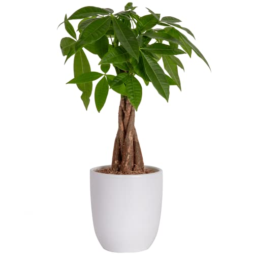 Costa Farms Money Tree, Easy to Grow Live Indoor Plant, Bonsai Hous...