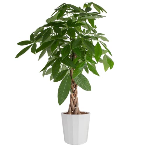 Costa Farms Money Tree Live Plant, Easy to Grow Houseplant Potted i...