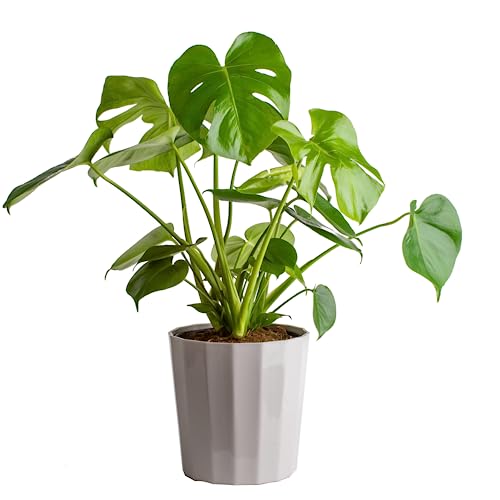 Costa Farms Monstera Swiss Cheese Plant, Live Indoor Plant, Easy to...