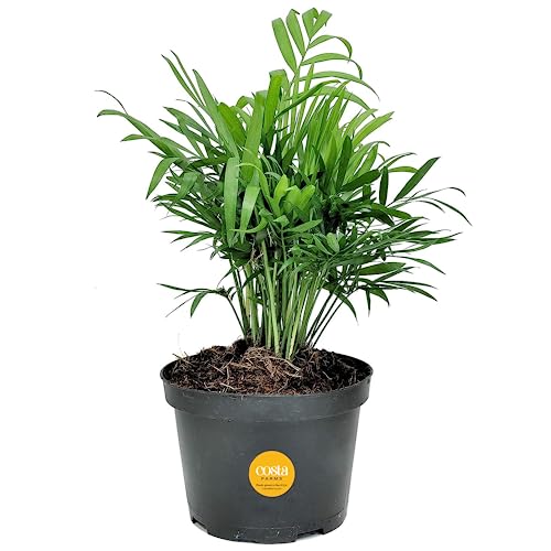 Costa Farms Neanthebella Palm Parlor Palm Live Indoor Plant 12-Inch...